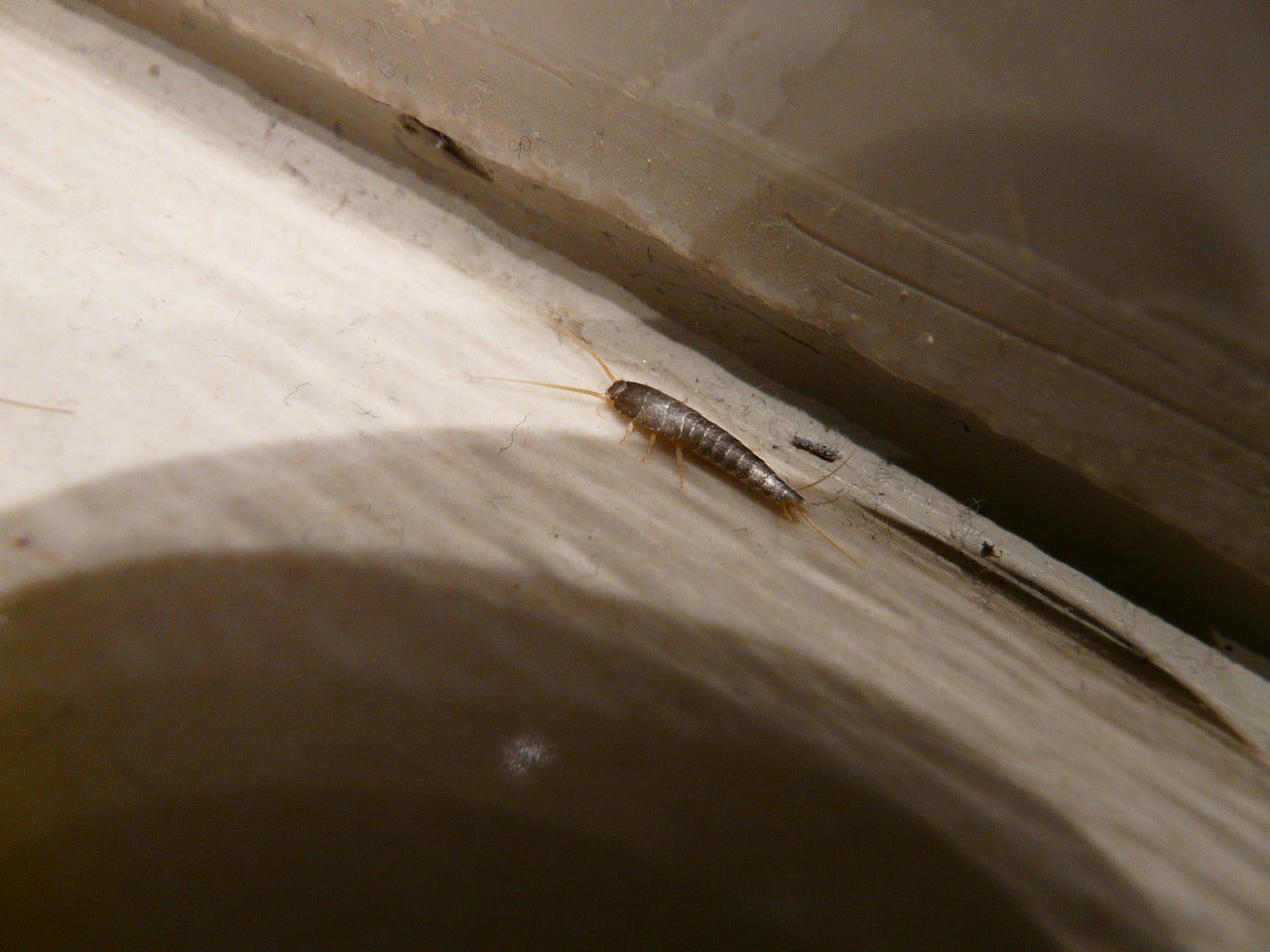 silverfish on wooden surface