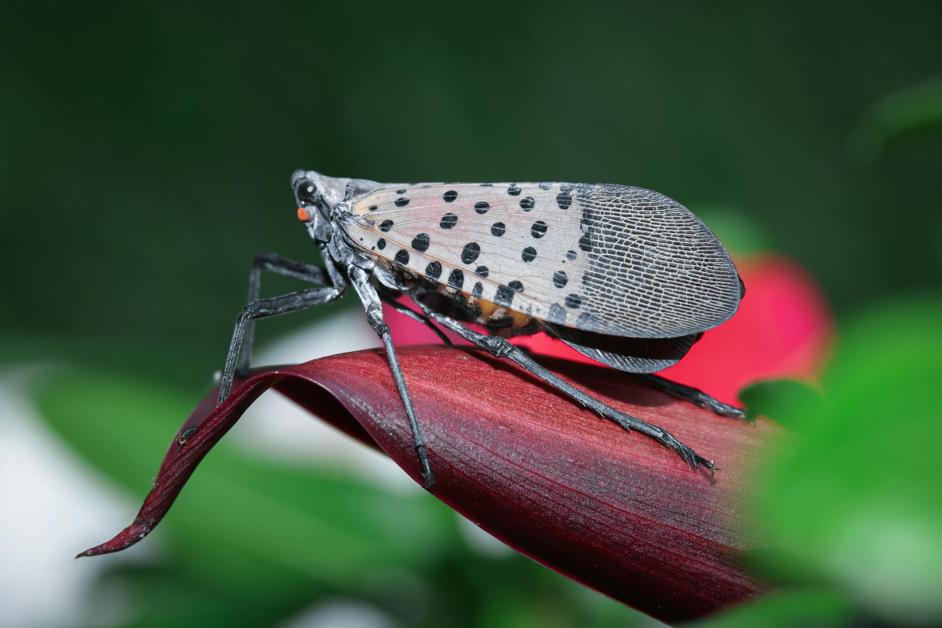 close-up of spotted lanternfly