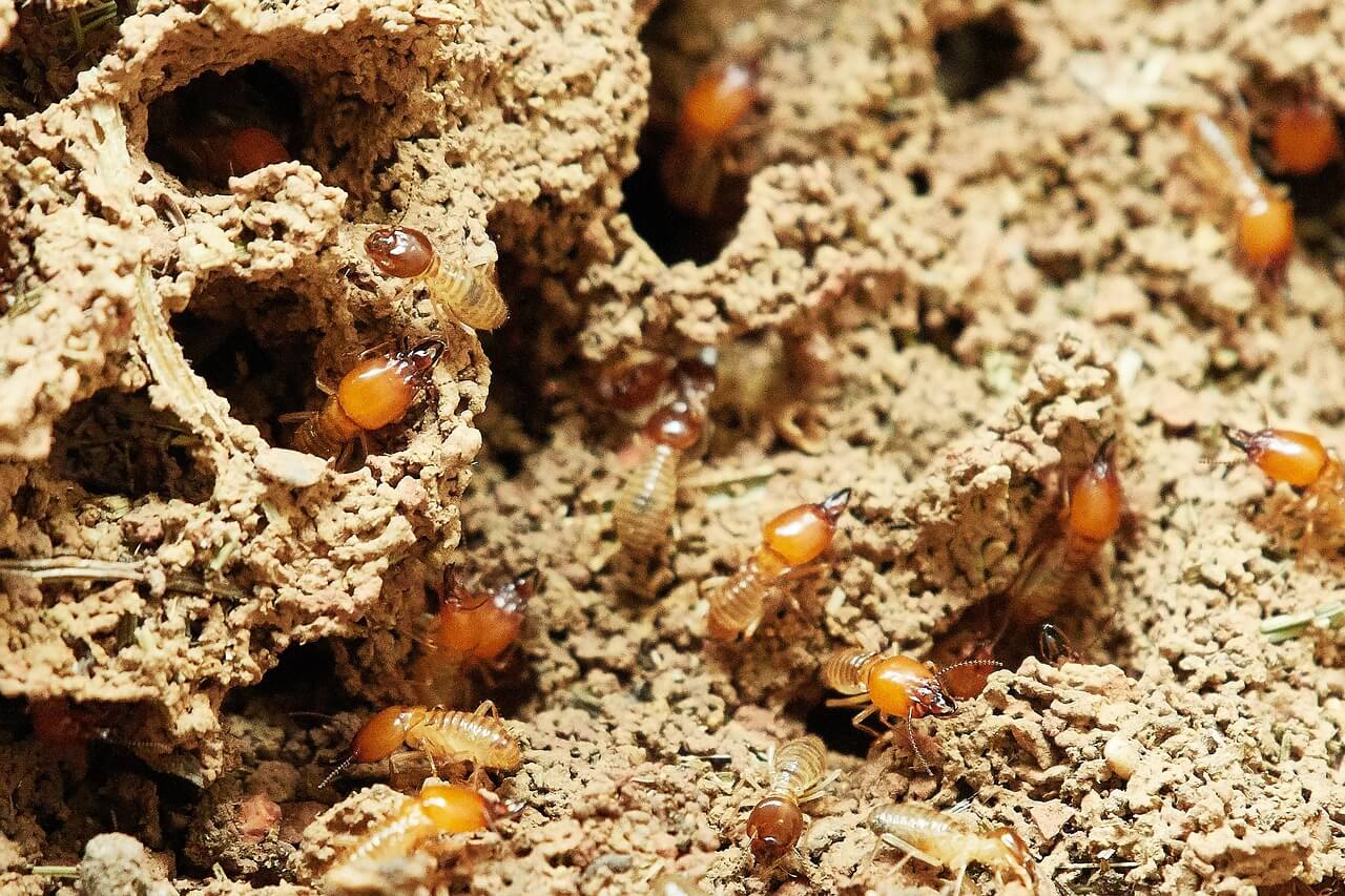 termites colony