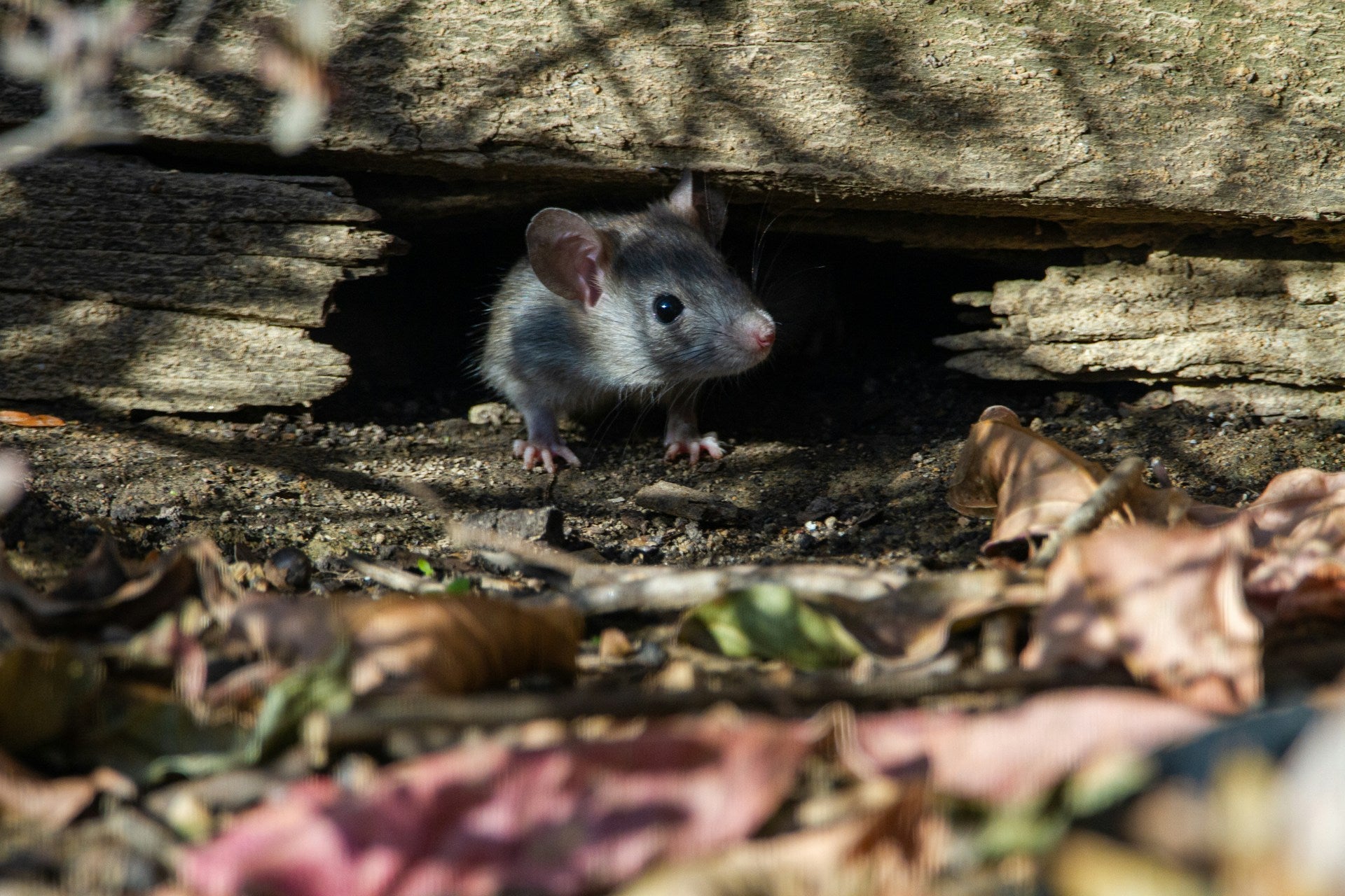 close-up of a mouse