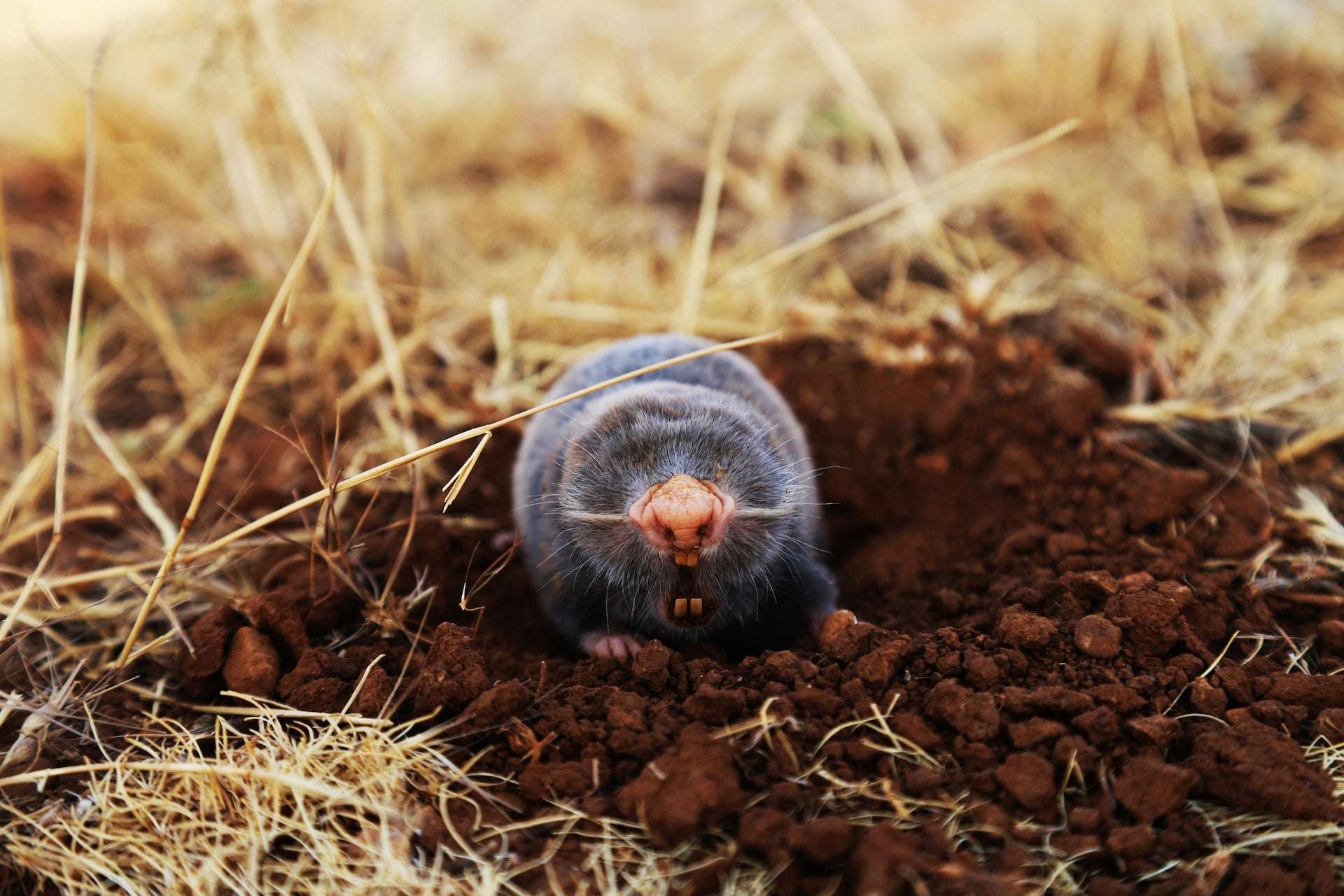 how do i get rid of moles in my yard with dogs