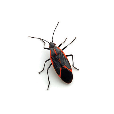 Boxelder Bug Spray | Industry Experts | DIY Pest Warehouse