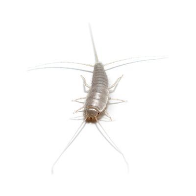 Silverfish Bait for gray silverfish (30 ml)