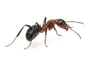 ant