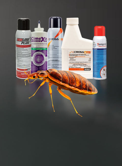 DIY Pest Control, Affordable Solutions
