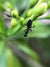 black ant on a flower bud