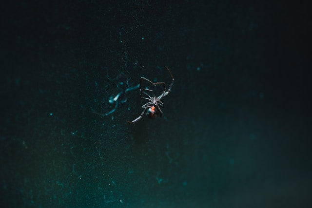 black widow spider on a web