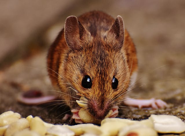 rat eating peanuts