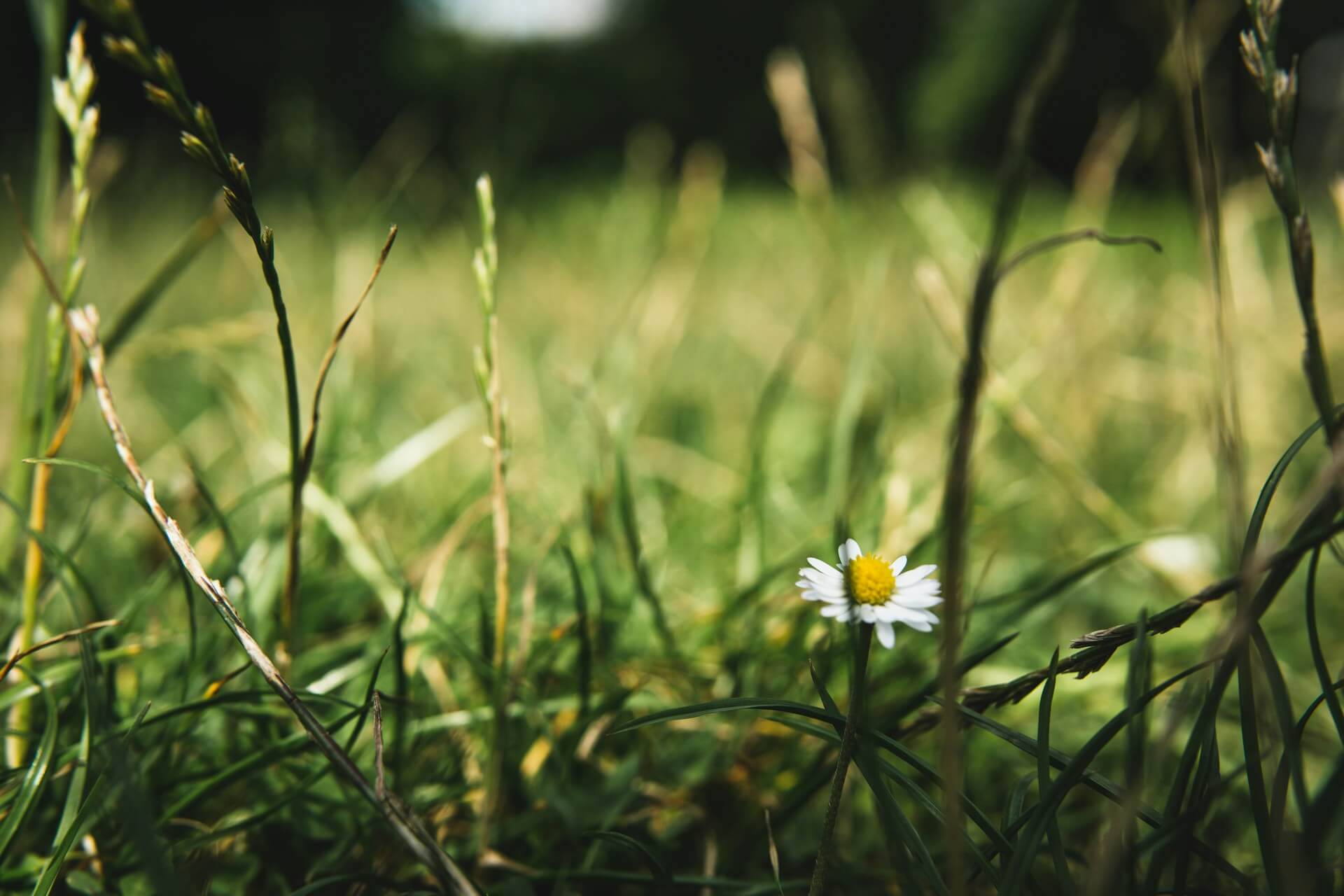 a daisy among a field of green grass