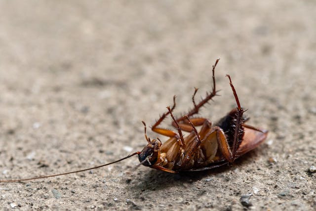 dead cockroach on a concrete surface
