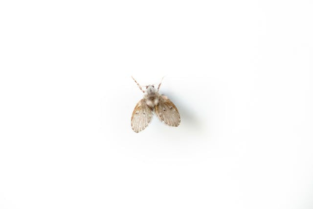 drain fly on a white surface