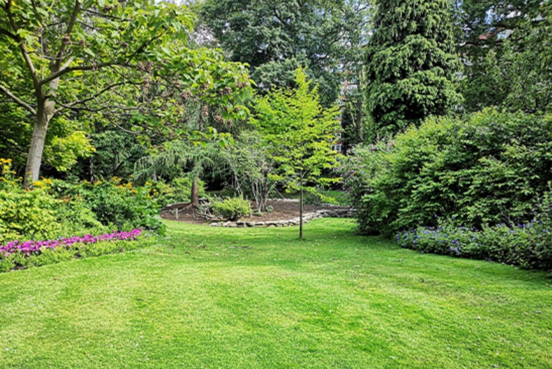 green yard with trees