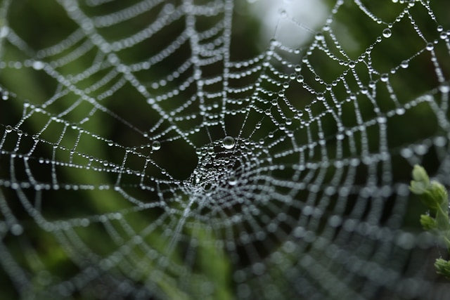 spider web