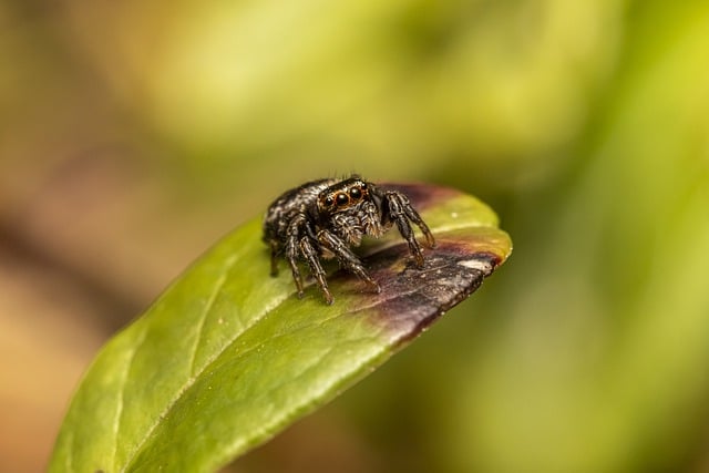 jumping spider on a leaf