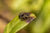 jumping spider on a leaf