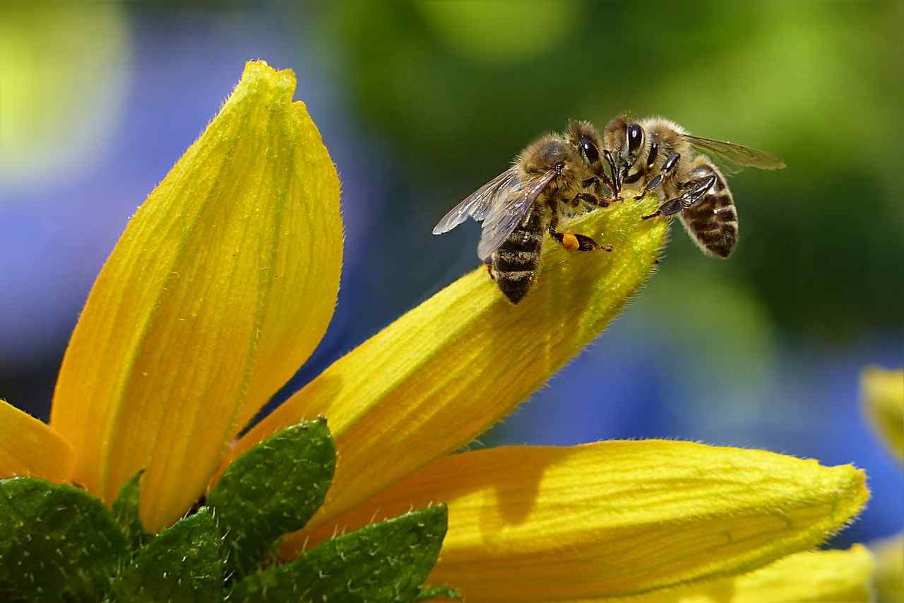 bees-sipping-nectar-on-flower.