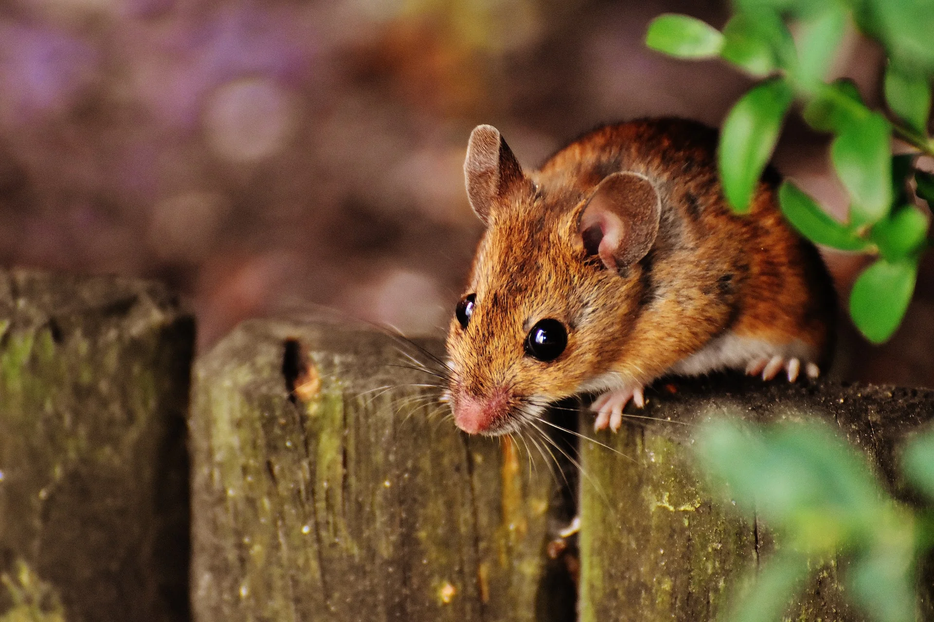 Brown Mouse on a Wooden Fence