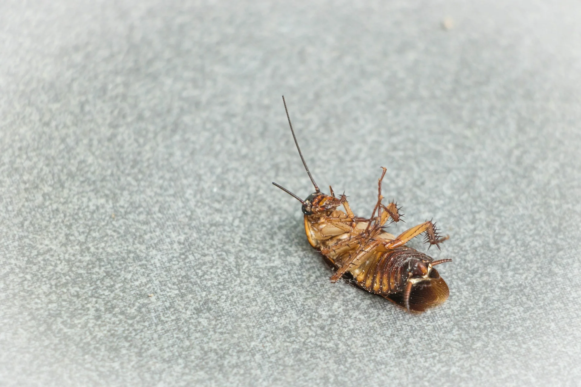 Close up photo of a cockroach