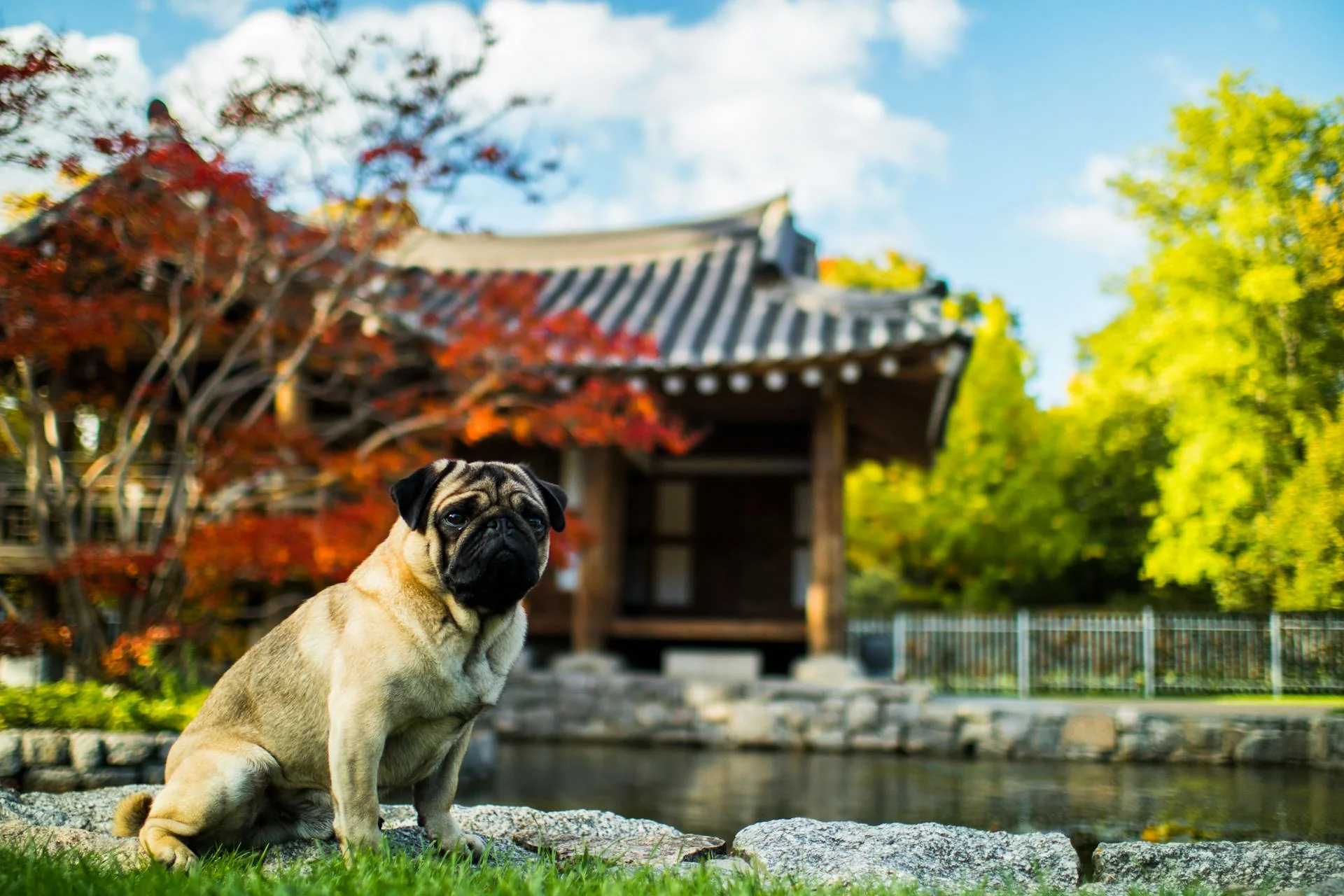 dog in park
