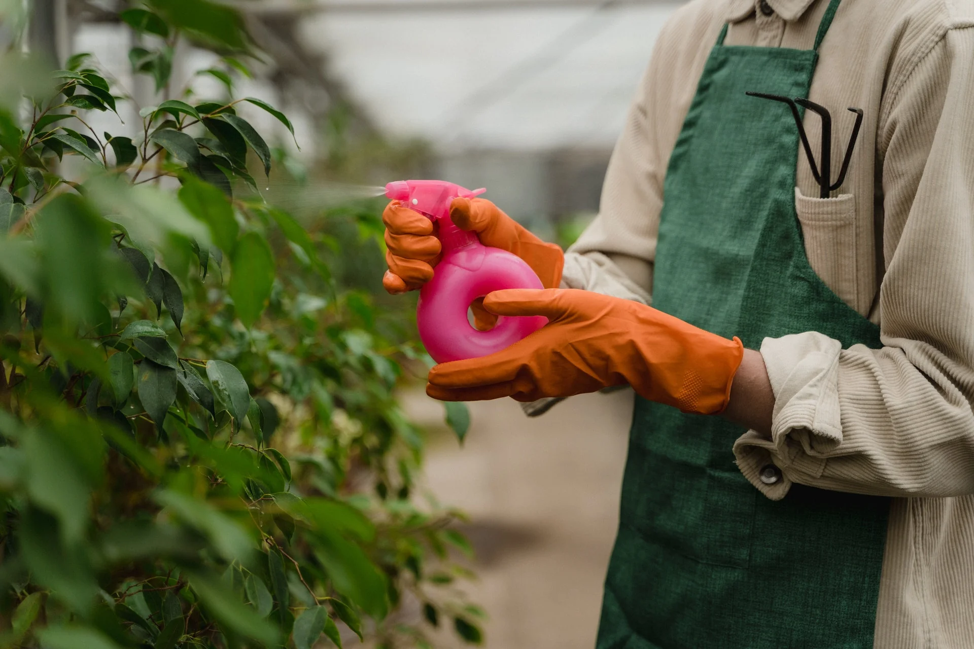 Person Spraying Insecticides on Plants