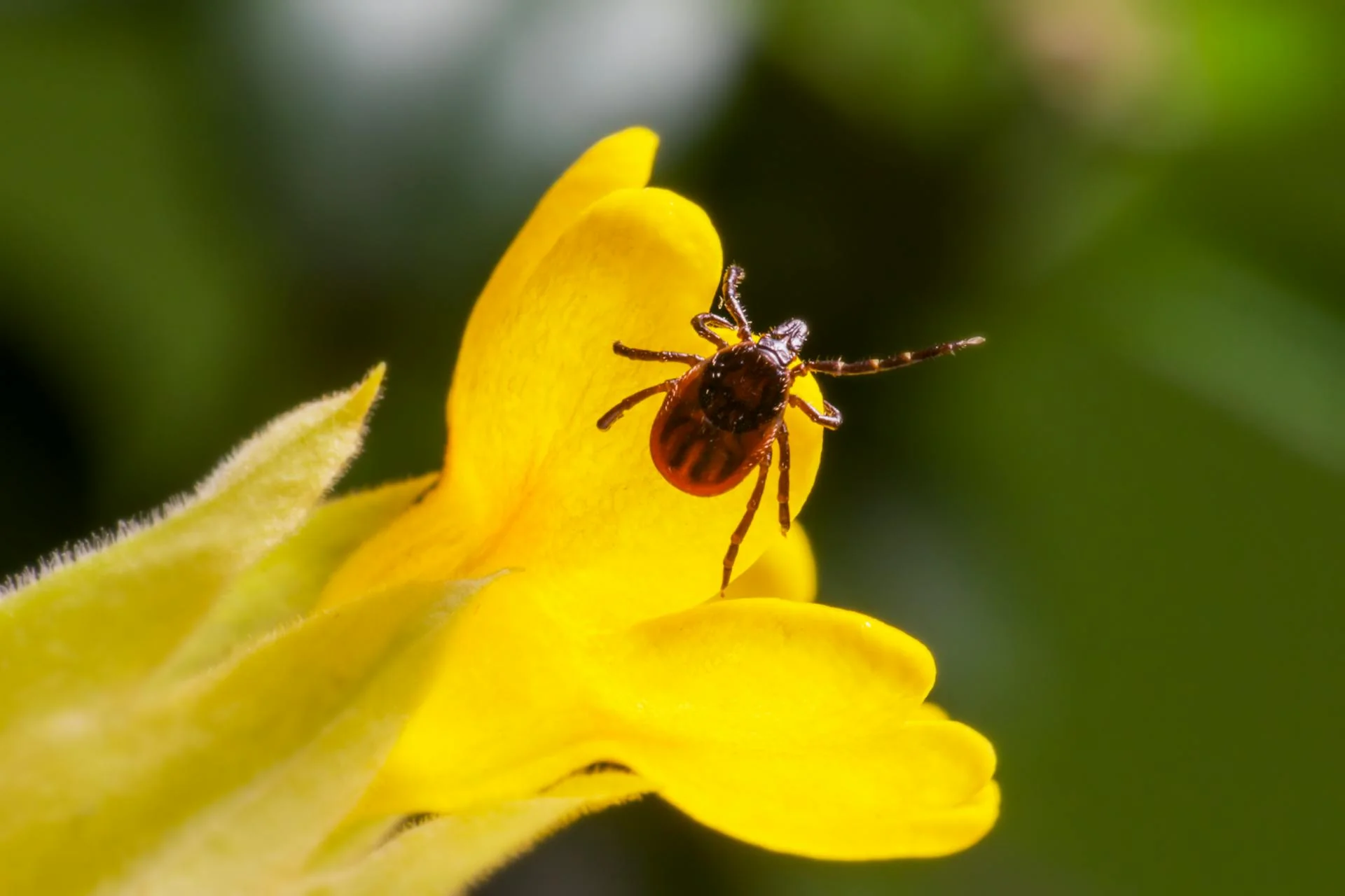 a tick on a yellow flower