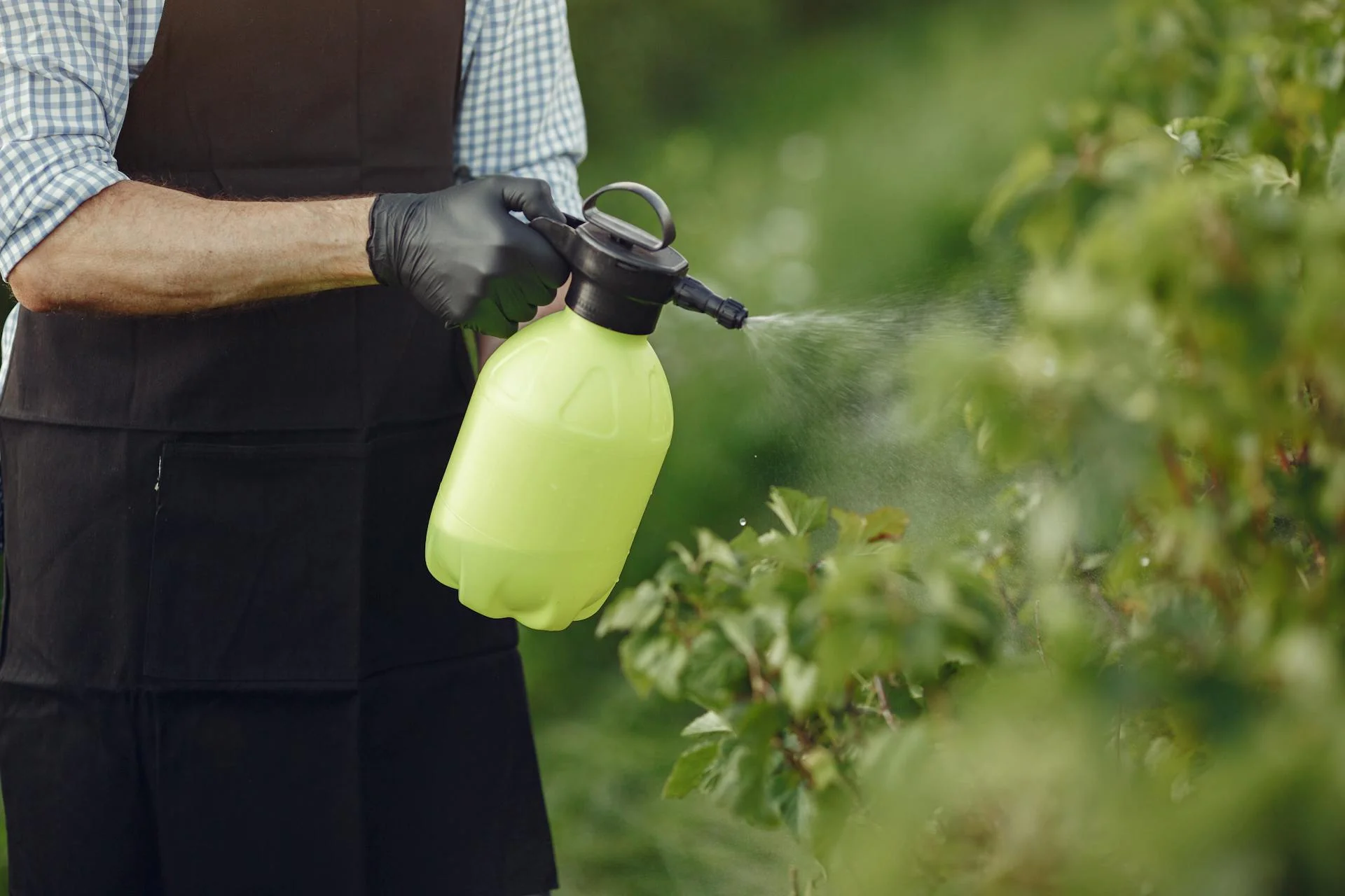 man spraying leaves with water