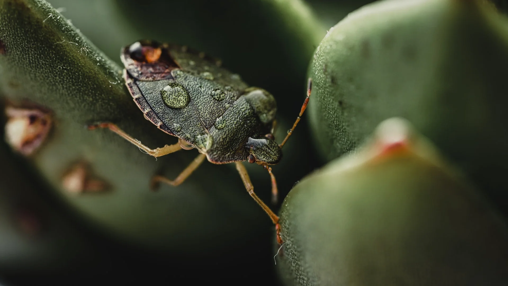 Stink bug on green plant