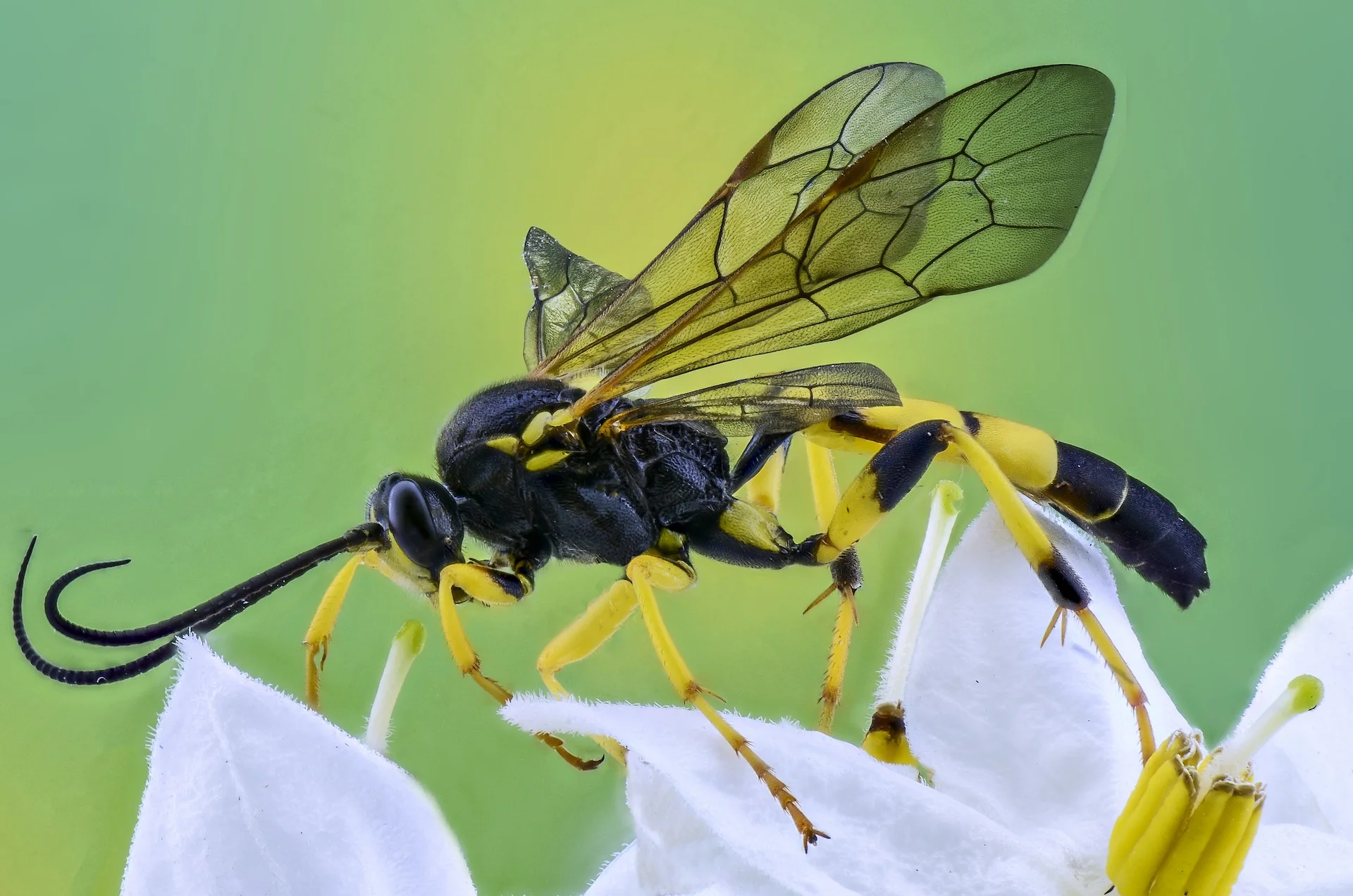 Wasp on a flower